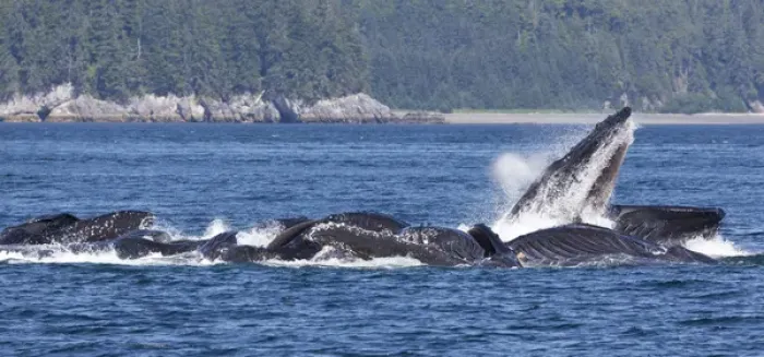 Framed Print : USA, Alaska, Freshwater Bay. Humpback whales bubble net feeding Framed Print : USA, Alaska, Freshwater Bay. Humpback whales bubble net feeding