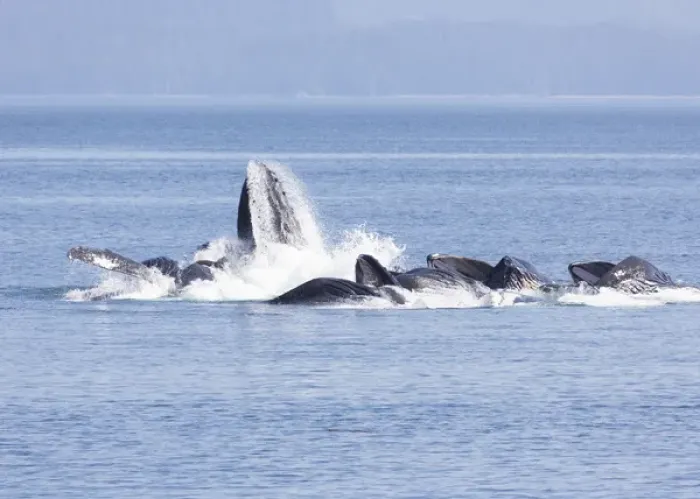 Framed Print : USA, Alaska, Freshwater Bay. Humpback whales bubble net feeding