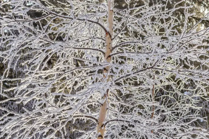 Framed Print : USA, Alaska. Frost-covered tree limbs