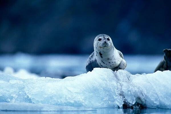 USA, Alaska, Glacier Bay National Park, Harbor Seal (Phoca vitulina) on icebergs