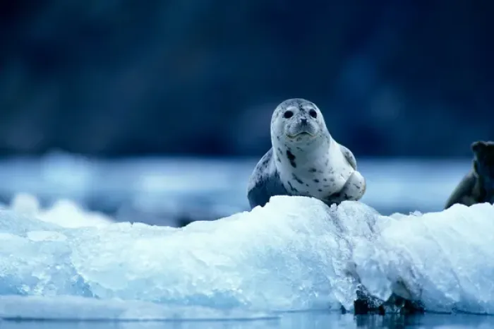 Framed Print : USA, Alaska, Glacier Bay National Park, Harbor Seal (Phoca vitulina) on icebergs Framed Print : USA, Alaska, Glacier Bay National Park, Harbor Seal (Phoca vitulina) on icebergs