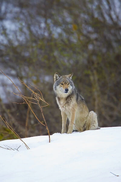 USA, Alaska, Glacier Bay National Park. Wild wolf in Dundas bay