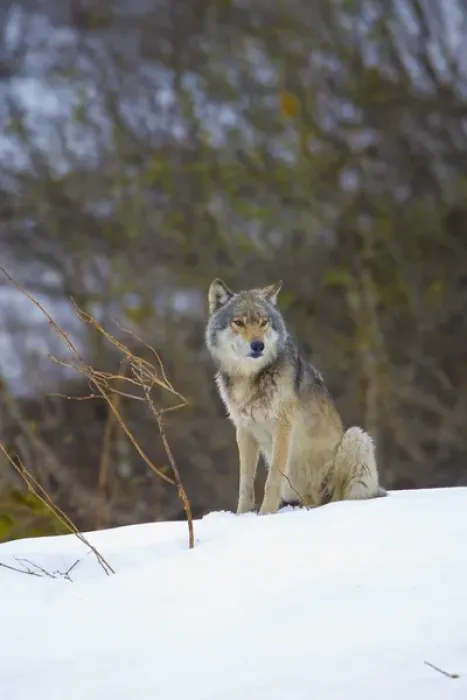 Framed Print : USA, Alaska, Glacier Bay National Park. Wild wolf in Dundas bay