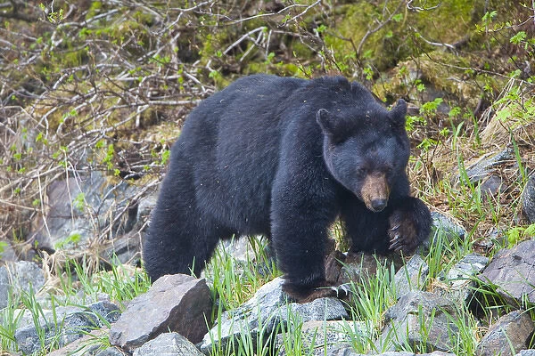 USA, Alaska, Glacier Bay National Park. Black bear in Dundas bay