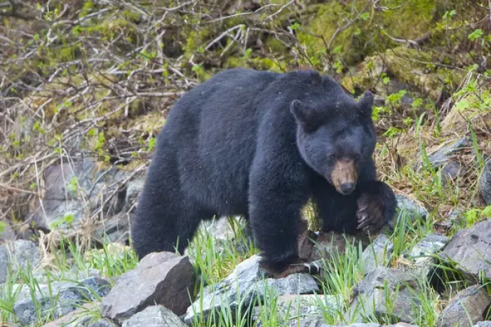 Framed Print : USA, Alaska, Glacier Bay National Park. Black bear in Dundas bay Framed Print : USA, Alaska, Glacier Bay National Park. Black bear in Dundas bay