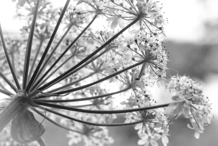 Framed Print : USA, Alaska, Glacier Bay National Park. Close-up of cow parsnip in Bartlett Cove Framed Print : USA, Alaska, Glacier Bay National Park. Close-up of cow parsnip in Bartlett Cove