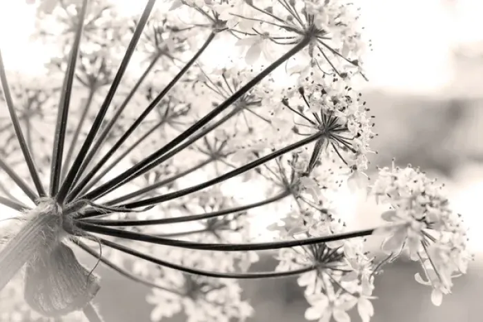 Framed Print : USA, Alaska, Glacier Bay National Park. Close-up of cow parsnip in Bartlett Cove