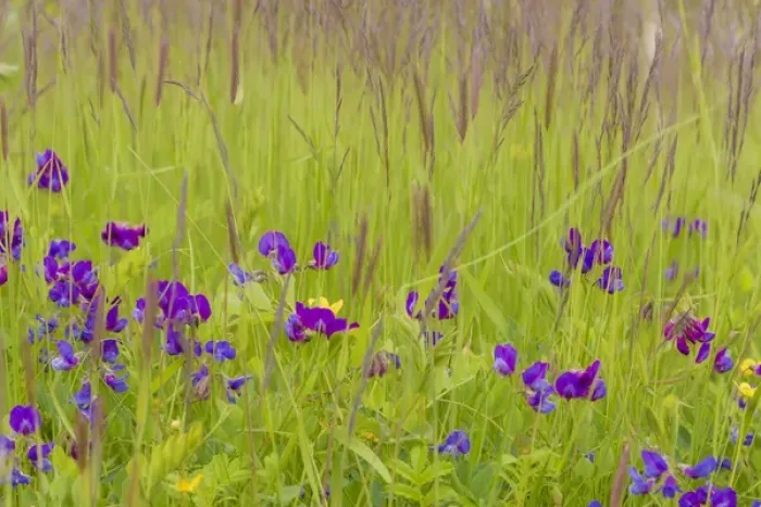 Framed Print : USA, Alaska, Glacier Bay National Park. Wildflowers in grassy meadow