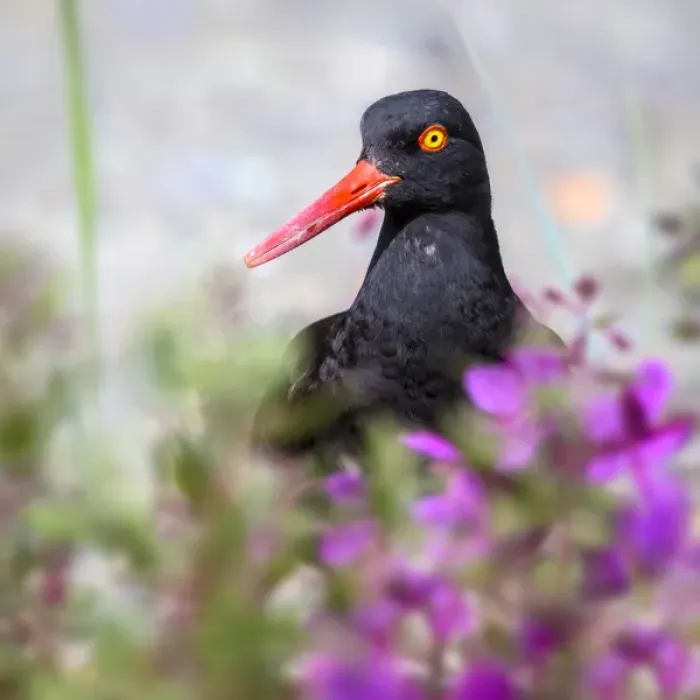 Framed Print : USA, Alaska, Glacier Bay National Park. Black oyster catcher bird and flowers. Credit as