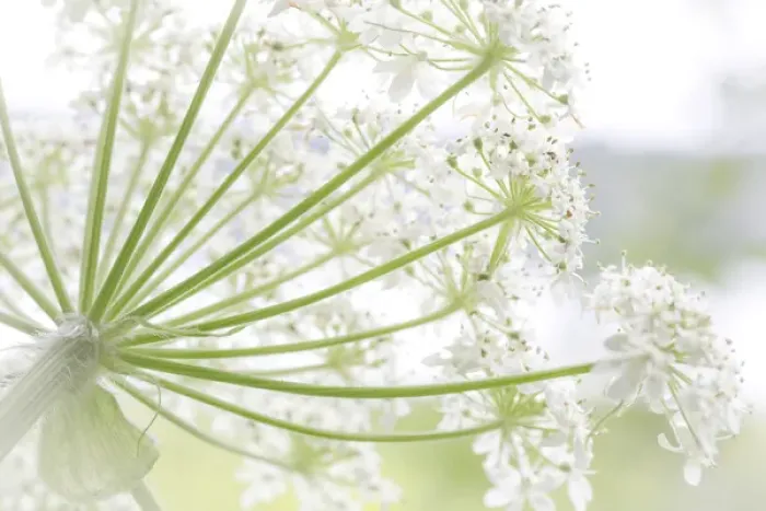 Framed Print : USA, Alaska, Glacier Bay National Park. Close-up of cow parsnip in Bartlett Cove