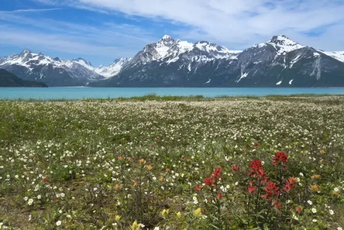 Framed Print : USA, Alaska, Glacier Bay National Park. Scenic of wild strawberry and red paintbrush flowers Framed Print : USA, Alaska, Glacier Bay National Park. Scenic of wild strawberry and red paintbrush flowers