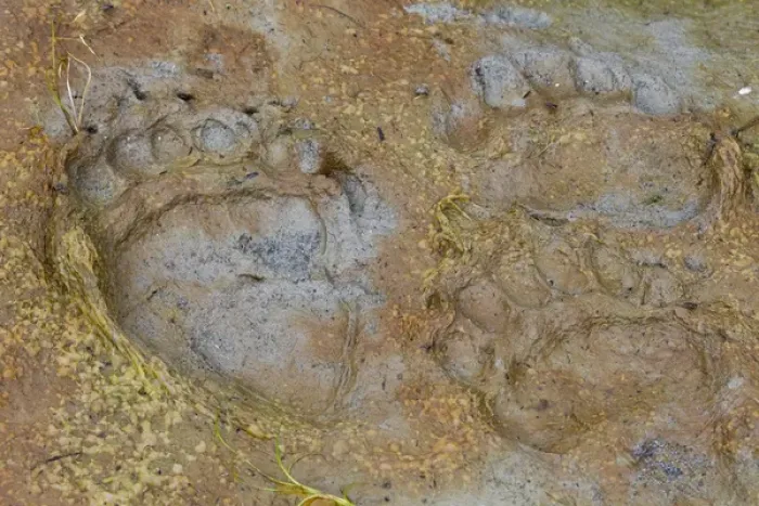 Framed Print : USA, Alaska, Glacier Bay National Park. Close-up of black bear tracks in Dundas Bay mud