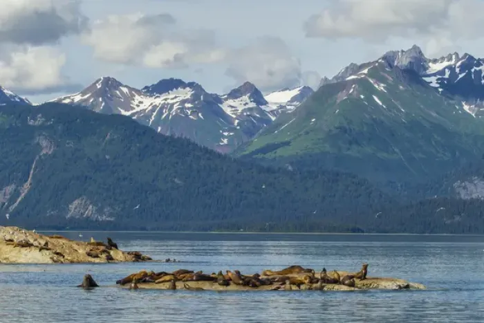 Framed Print : USA, Alaska, Glacier Bay National Park. Stellars sea lions resting. Credit as Framed Print : USA, Alaska, Glacier Bay National Park. Stellars sea lions resting. Credit as