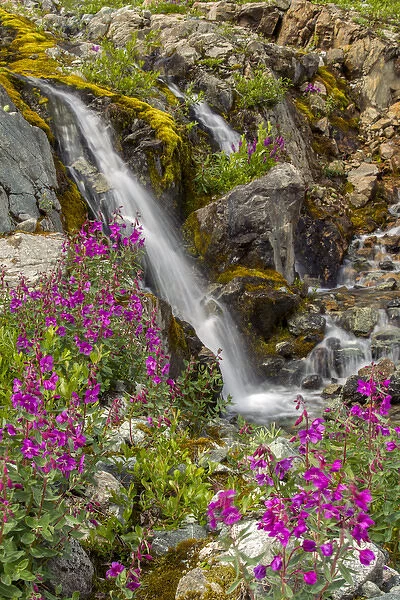 USA, Alaska, Glacier Bay National Park. Fireweed and two waterfall streams. Credit as