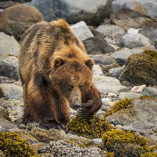 USA, Alaska, Glacier Bay National Park. Brown bear on beach