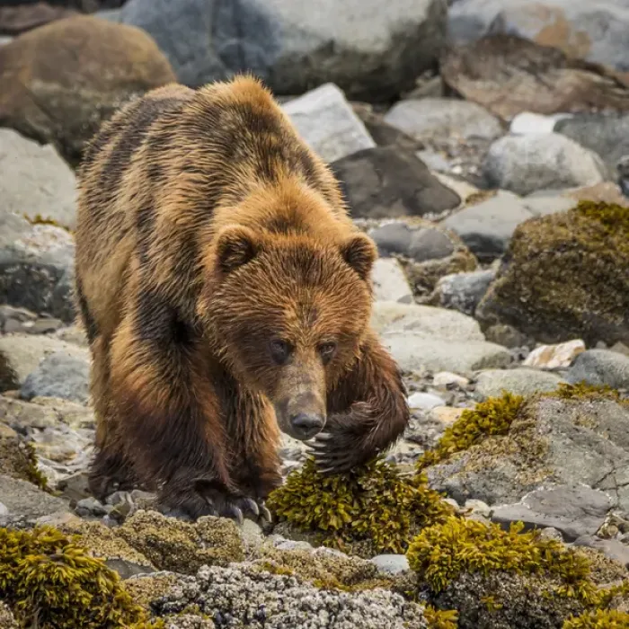 Framed Print : USA, Alaska, Glacier Bay National Park. Brown bear on beach Framed Print : USA, Alaska, Glacier Bay National Park. Brown bear on beach