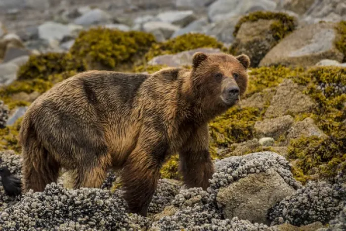 Framed Print : USA, Alaska, Glacier Bay National Park. Brown bear on beach Framed Print : USA, Alaska, Glacier Bay National Park. Brown bear on beach