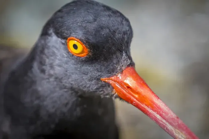 Framed Print : USA, Alaska, Glacier Bay National Park. Close-up of black oyster catcher bird. Credit as Framed Print : USA, Alaska, Glacier Bay National Park. Close-up of black oyster catcher bird. Credit as