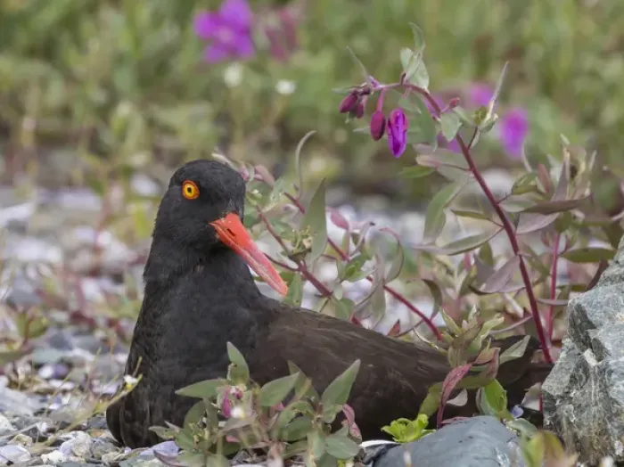 Framed Print : USA, Alaska, Glacier Bay National Park. Black oyster catcher bird and flowers. Credit as