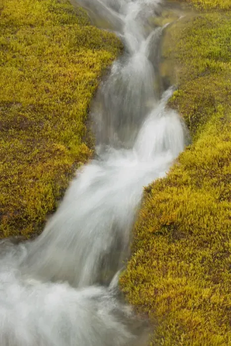Framed Print : USA, Alaska, Glacier Bay National Park. Small stream cascade amid moss. Credit as Framed Print : USA, Alaska, Glacier Bay National Park. Small stream cascade amid moss. Credit as