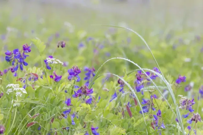 Framed Print : USA, Alaska, Glacier Bay National Park. Wildflowers in meadow