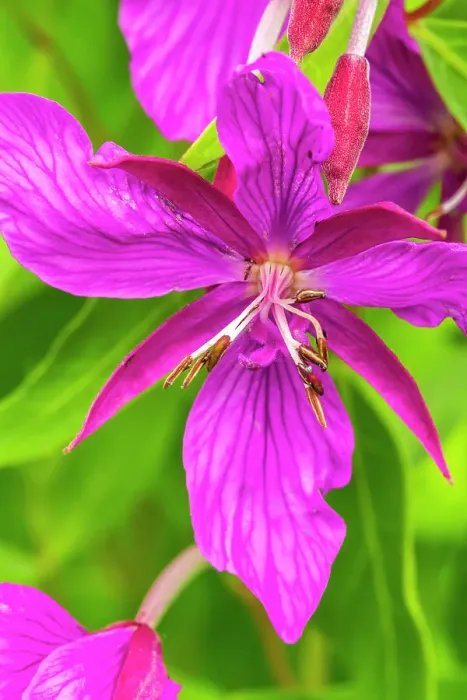 Framed Print : USA, Alaska, Glacier Bay National Park. Close-up of pink wildflower