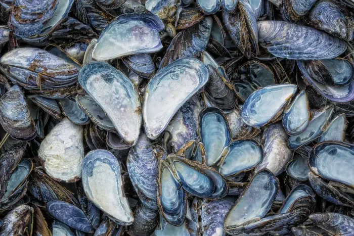Framed Print : USA, Alaska, Glacier Bay National Park. Close-up of mussel shells. ©Don Paulson / Jaynes Gallery / DanitaDelimont.com Framed Print : USA, Alaska, Glacier Bay National Park. Close-up of mussel shells. ©Don Paulson / Jaynes Gallery / DanitaDelimont.com