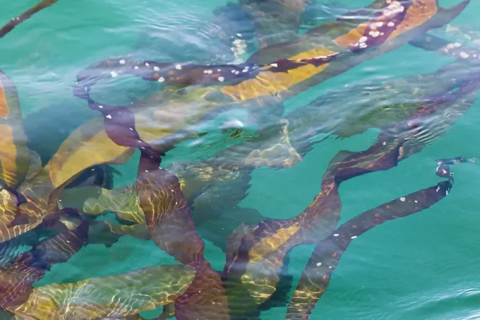 Framed Print : USA, Alaska, Glacier Bay National Park. Close-up of kelp in water. ©Don Paulson  /  Jaynes Gallery  /  DanitaDelimont.com
