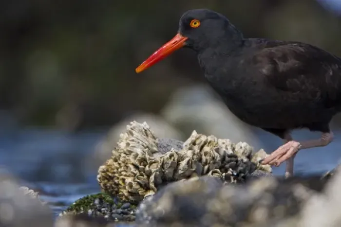 Framed Print : USA, Alaska, Glacier Bay National Park, Black Oystercatcher, intertidal, barnacles Framed Print : USA, Alaska, Glacier Bay National Park, Black Oystercatcher, intertidal, barnacles