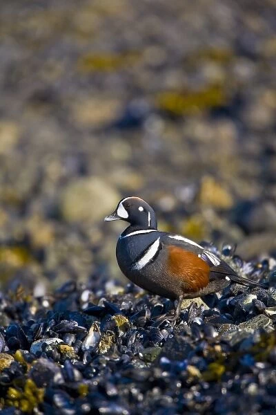 USA, Alaska, Glacier Bay National Park, Harlequin Duck, male, intertidal, mussels