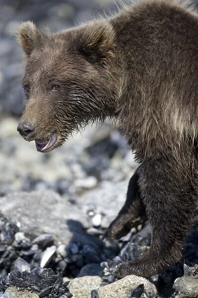 USA, Alaska, Glacier Bay National Park, Brown (Grizzly) Bear cub (Ursus arctos) looking