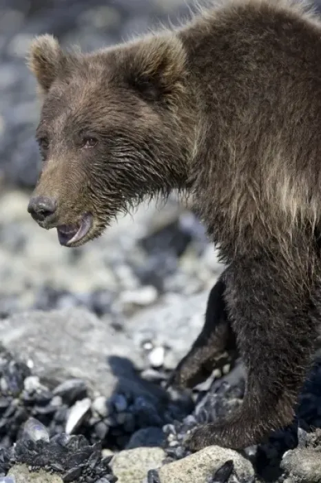 Framed Print : USA, Alaska, Glacier Bay National Park, Brown (Grizzly) Bear cub (Ursus arctos) looking