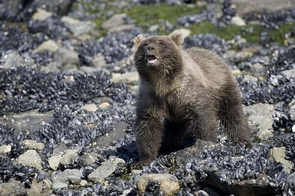 USA, Alaska, Glacier Bay National Park, Brown (Grizzly) Bear cub (Ursus arctos) sniffs air