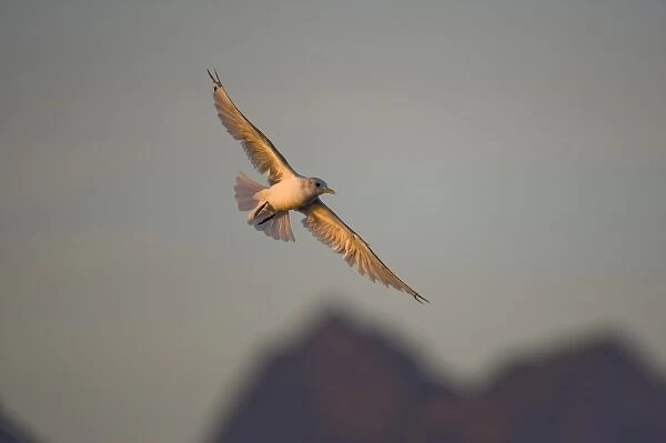 USA, Alaska, Glacier Bay National Park, Mew Gull (Larus canus) hovering in flight