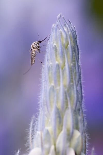 USA, Alaska, Glacier Bay National Park. Detail of mosquito on lupine bud
