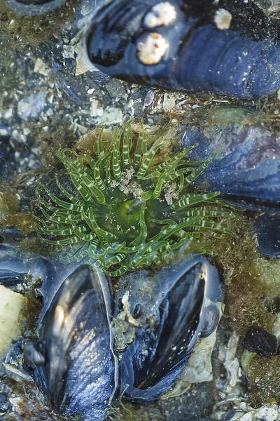 USA, Alaska. A green moon glow anemone and blue mussels in a tidepool