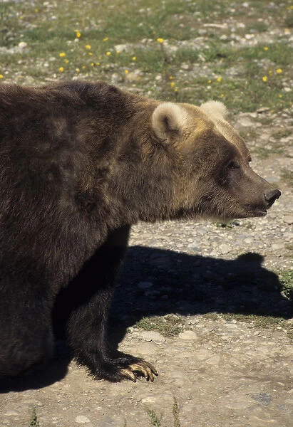 USA, Alaska, Grizzly Bear, The Alaska Zoo, Anchorage