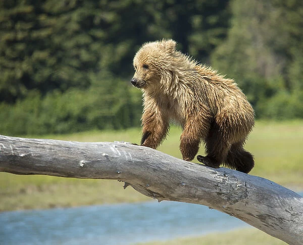 USA, Alaska, Grizzly Bear Cub