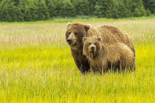 USA, Alaska, Grizzly Bear with Cub
