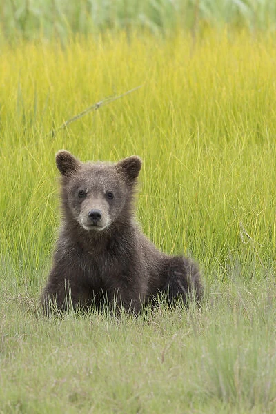 USA, Alaska. Grizzly bear cub, ursus arctos horribilis, sits in a meadow in Lake