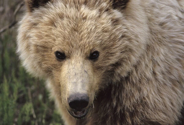 USA, Alaska, Grizzly Bear, Denali National Park