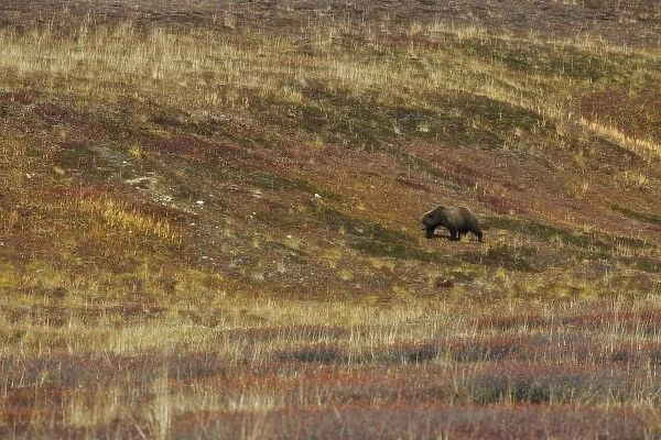 USA. Alaska. A grizzly bear traverses the tundra of Denali NP, Alaska as fall colors the hillsides