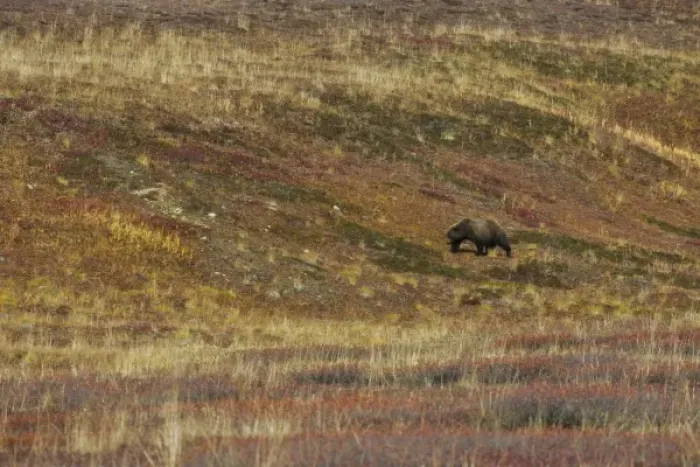 Framed Print : USA. Alaska. A grizzly bear traverses the tundra of Denali NP, Alaska as fall colors the hillsides