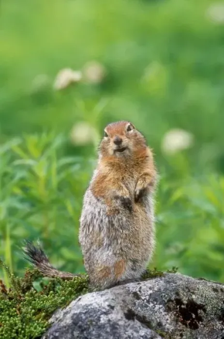 Framed Print : USA, Alaska, Hatcher Pass. Wild arctic ground squirrel sitting on rock Framed Print : USA, Alaska, Hatcher Pass. Wild arctic ground squirrel sitting on rock
