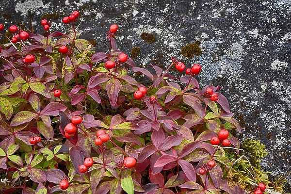 USA, Alaska, Hatchers Pass, Bunch Berry (Cornus Canadensis)