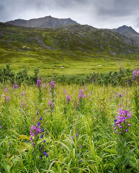 USA, Alaska, Hatchers Pass, fireweed in bloom