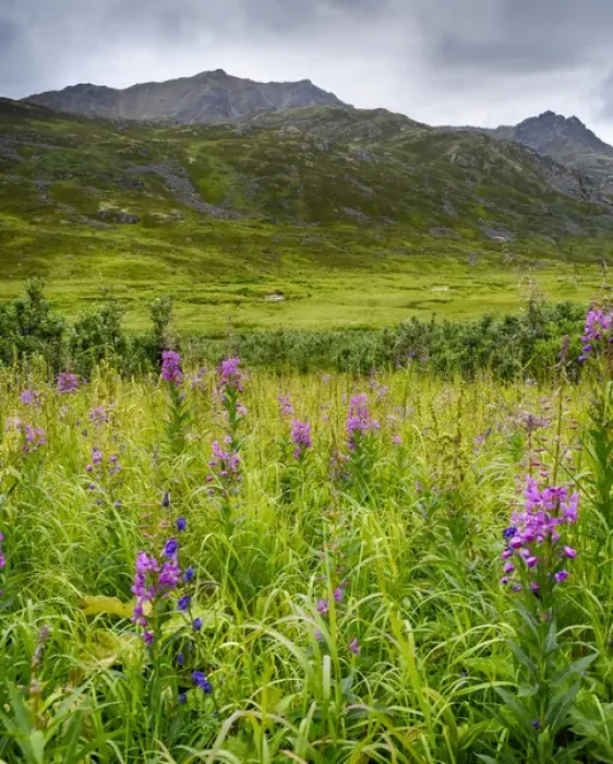 Framed Print : USA, Alaska, Hatchers Pass, fireweed in bloom Framed Print : USA, Alaska, Hatchers Pass, fireweed in bloom