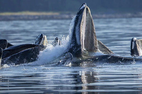 USA, Alaska, Herring fish leap trying to flee from Humpback Whales