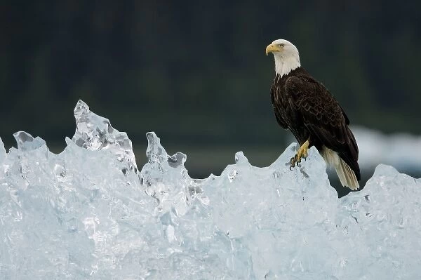 USA, Alaska, Holkham Bay, Bald Eagle (Haliaeetus leucocephalus) resting on iceberg