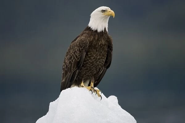 USA, Alaska, Holkham Bay, Bald Eagle (Haliaeetus leucocephalus) sitting on iceberg